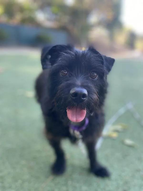An adult small-sized female Terrier dog named Perla for adoption in Oceanside, CA