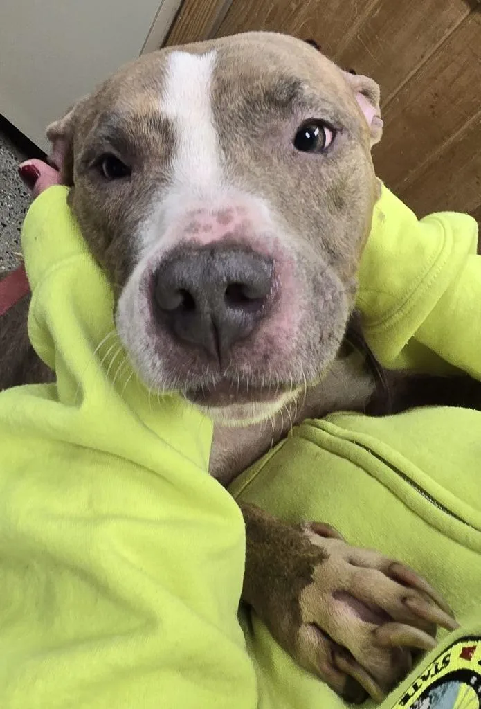 A young large-sized female Pit Bull Terrier dog named Nala for adoption in Saint Clairsville, OH
