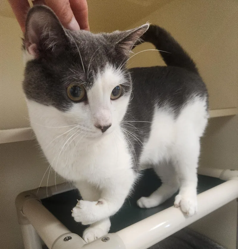 An adult large-sized male Gray & White Domestic Short Hair cat named Gilbert for adoption in Sewaren, NJ