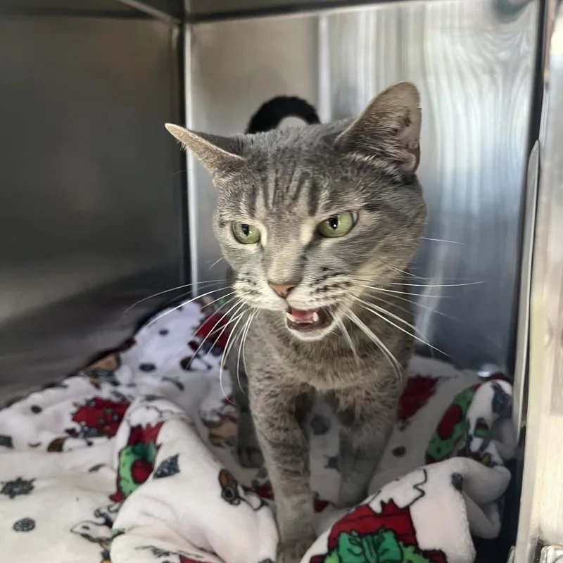 A young medium-sized female Gray / Blue / Silver Domestic Short Hair cat named Silvermist for adoption in Lakeland, FL