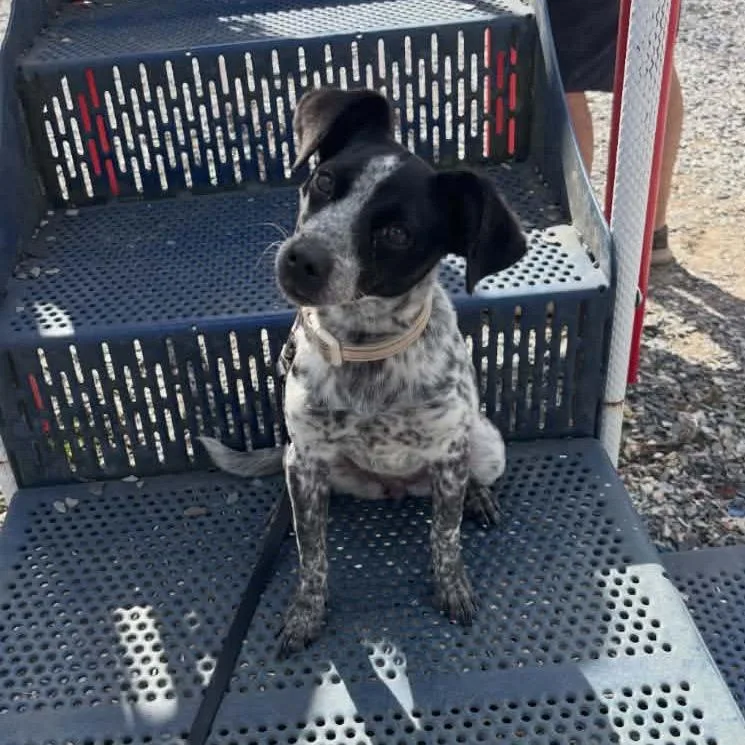 A young small-sized female White / Cream Australian Cattle Dog / Blue Heeler dog named Luna Rae for adoption in New Orleans, LA