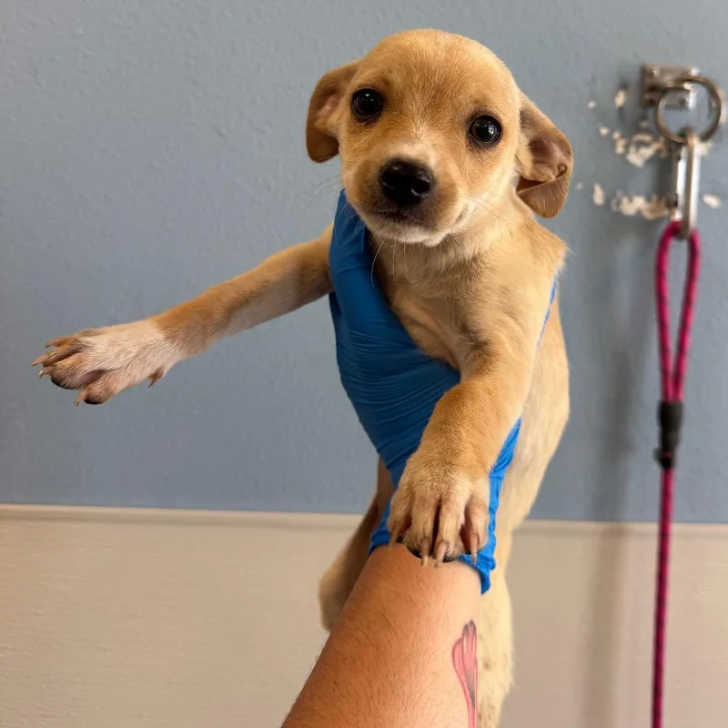 A baby medium-sized male Brown / Chocolate Mixed Breed dog named Affogatino for adoption in Las Cruces, NM