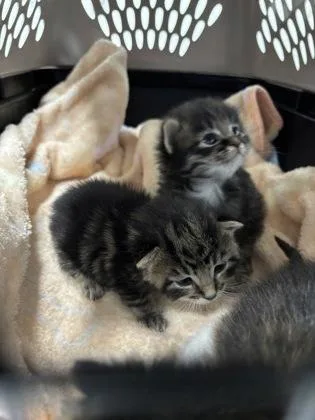 A baby small-sized male Domestic Short Hair cat named Tigger for adoption in Cumming, GA
