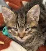 Tigger thumbnail 2