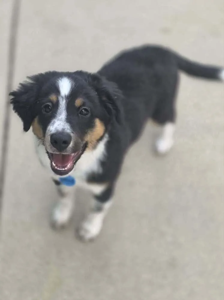 A baby medium-sized female Australian Shepherd dog named Betsy for adoption in Troy, IL