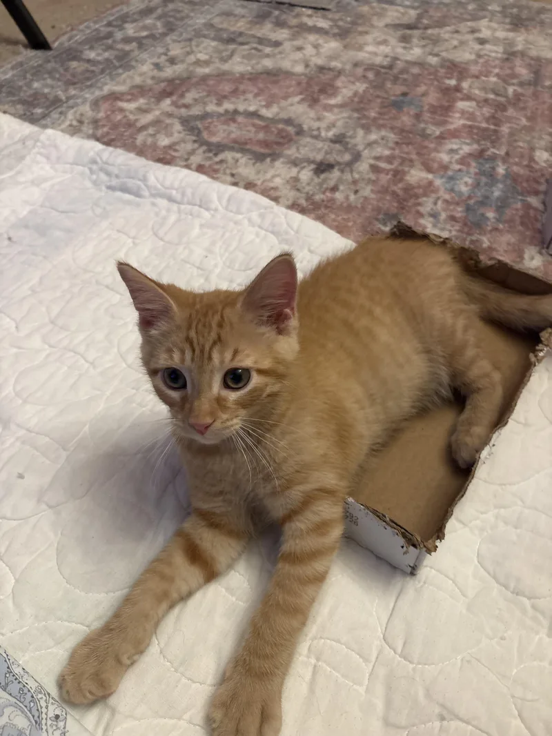 A baby small-sized male Tabby (Orange / Red) Domestic Short Hair cat named Adagio for adoption in Indianapolis, IN