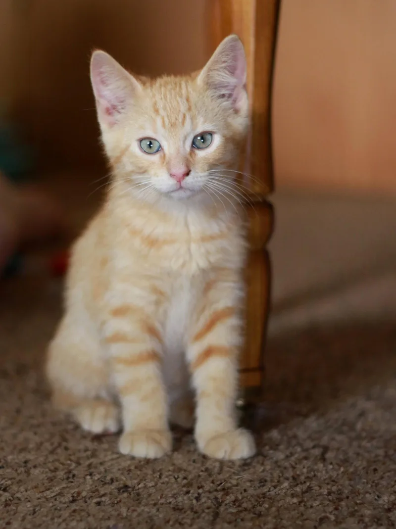 Heathcliff