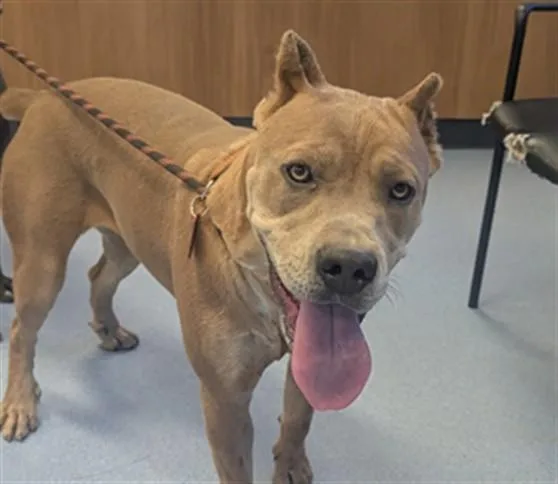 A young large-sized female Pit Bull Terrier dog named Selene for adoption in San Jose, CA