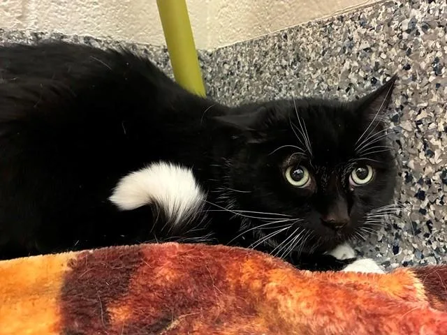 An adult medium-sized male Domestic Short Hair cat named Stormy Cloud for adoption in Brighton, CO