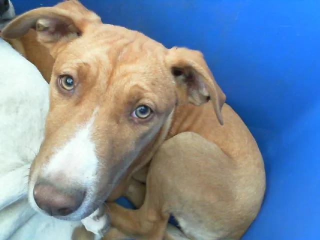 A young large-sized female Mixed Breed dog named Mika for adoption in Dallas, TX