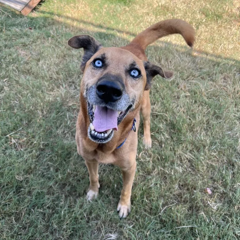 A senior medium-sized male Brown / Chocolate Husky dog named Diamond for adoption in Spring, TX