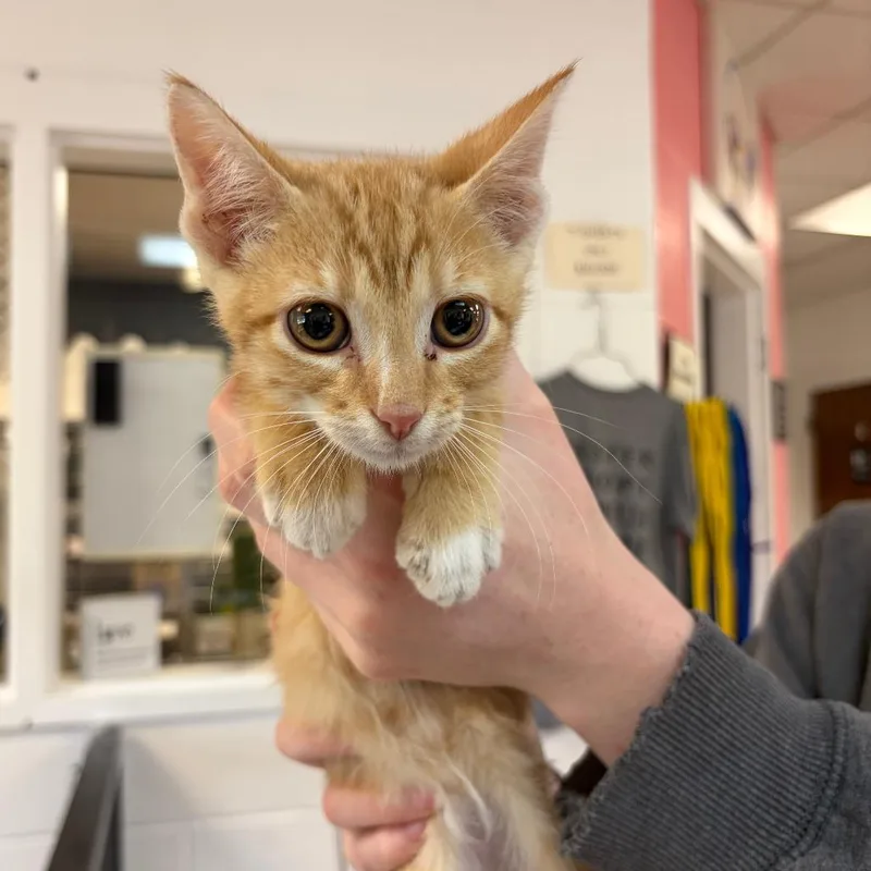 A baby small-sized male Orange / Red Domestic Short Hair cat named Bon Jovi for adoption in Ardmore, OK