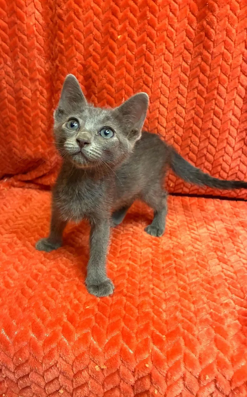 A baby medium-sized male Gray / Blue / Silver Russian Blue cat named Tercy for adoption in Gregory, TX