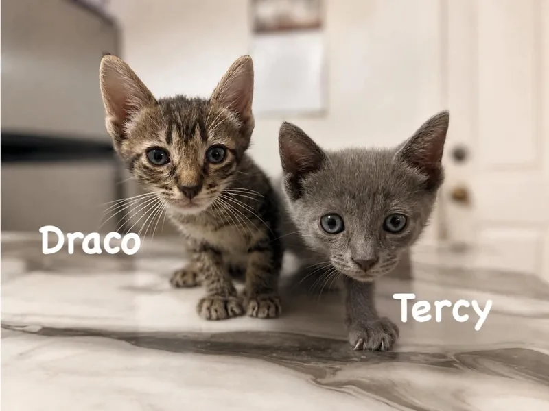 Tercy thumbnail 5