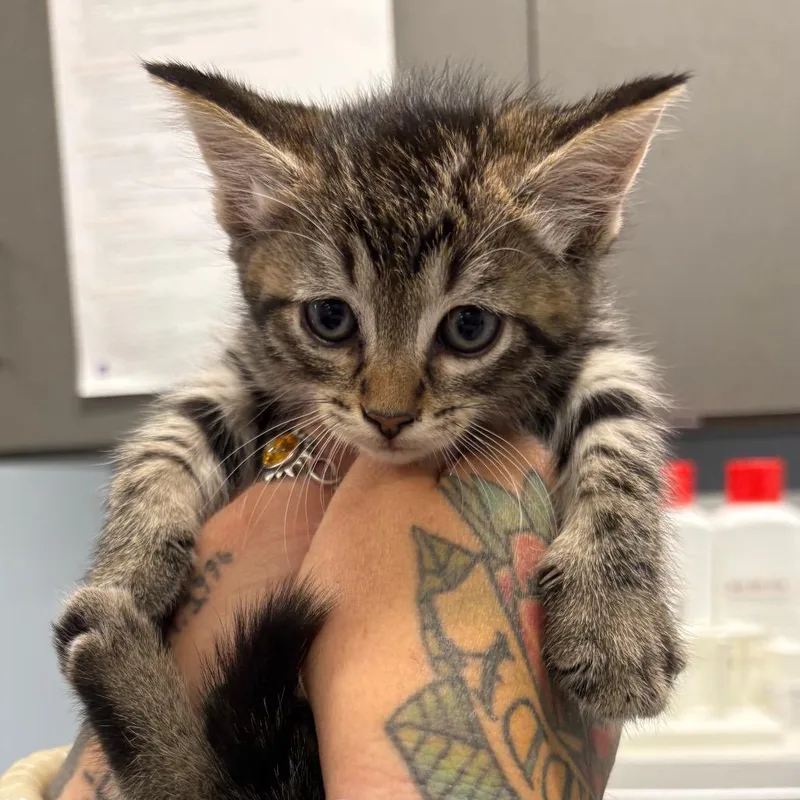 A baby small-sized male Brown / Chocolate Domestic Short Hair cat named Reginald for adoption in Milton, FL