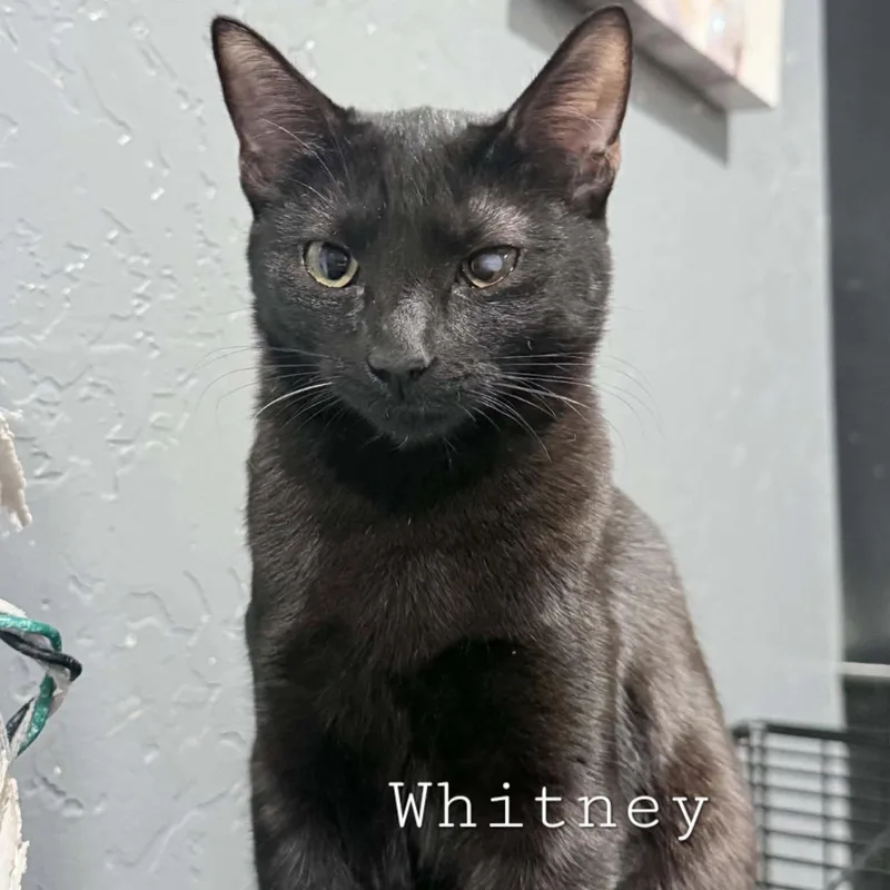 A young medium-sized female Domestic Short Hair cat named Whitney for adoption in Phoenix, AZ