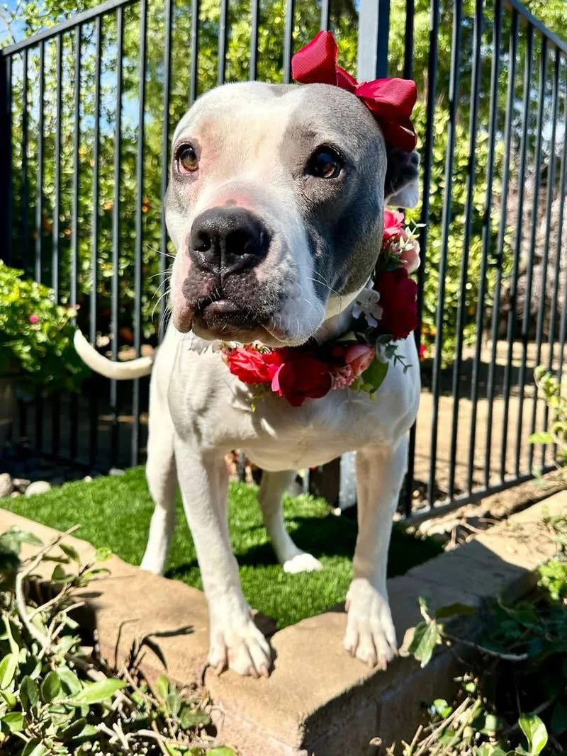 Cranberry thumbnail 3