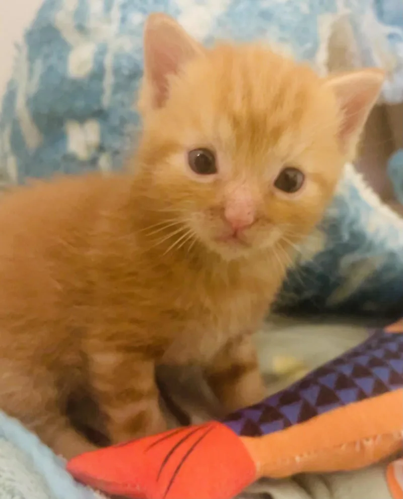 A baby medium-sized male Orange / Red Domestic Short Hair cat named Hash Bee for adoption in Herndon, VA