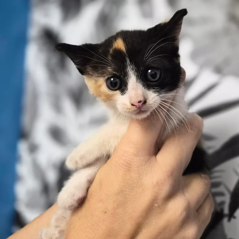 A baby small-sized female Calico Domestic Short Hair cat named Jeriah for adoption in Wahiawa, HI