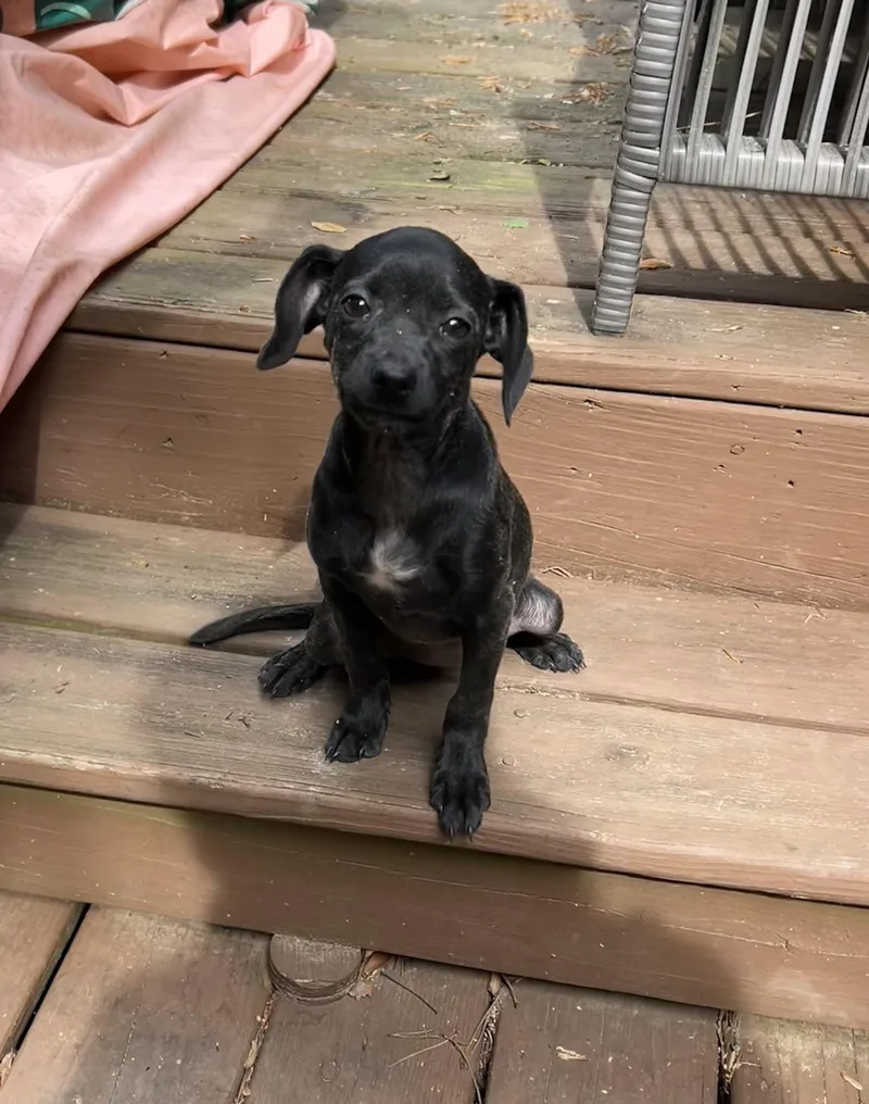 A baby small-sized female Black Chihuahua dog named Bailey for adoption in Kannapolis, NC