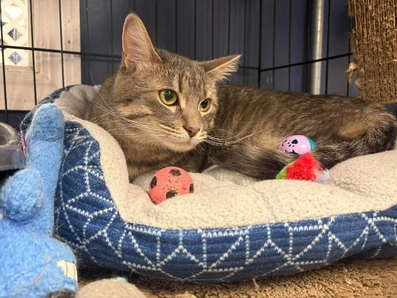 An adult medium-sized female Tabby cat named Eleanor for adoption in Belton, MO