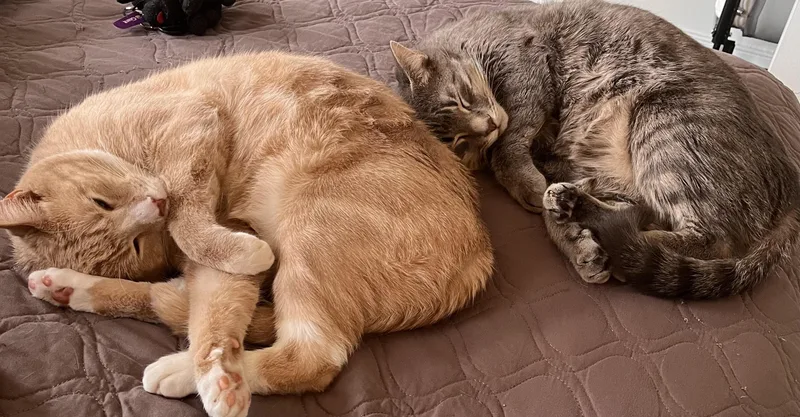 An adult large-sized male Domestic Short Hair cat named Jedi and Yoda AKA for adoption in Fairfax, VA