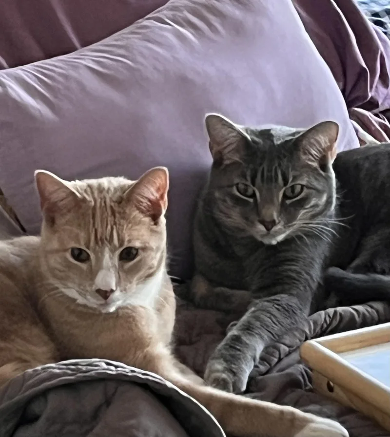 Jedi and Yoda AKA thumbnail 2