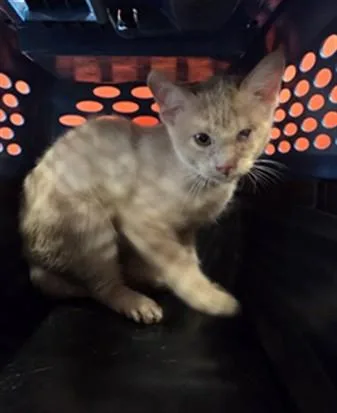 A young small-sized male Domestic Short Hair cat named Dave Meowthews Band for adoption in Louisville, KY