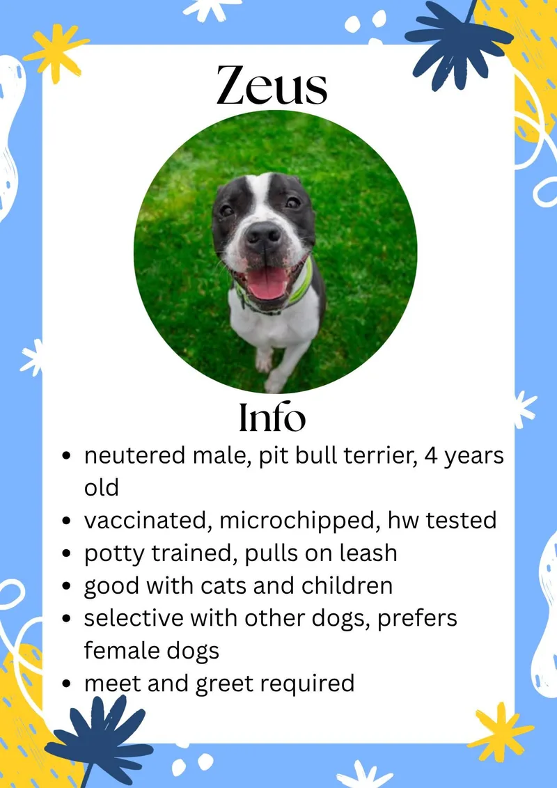 An adult large-sized male Black Mixed Breed dog named Zeus for adoption in Greensburg, IN