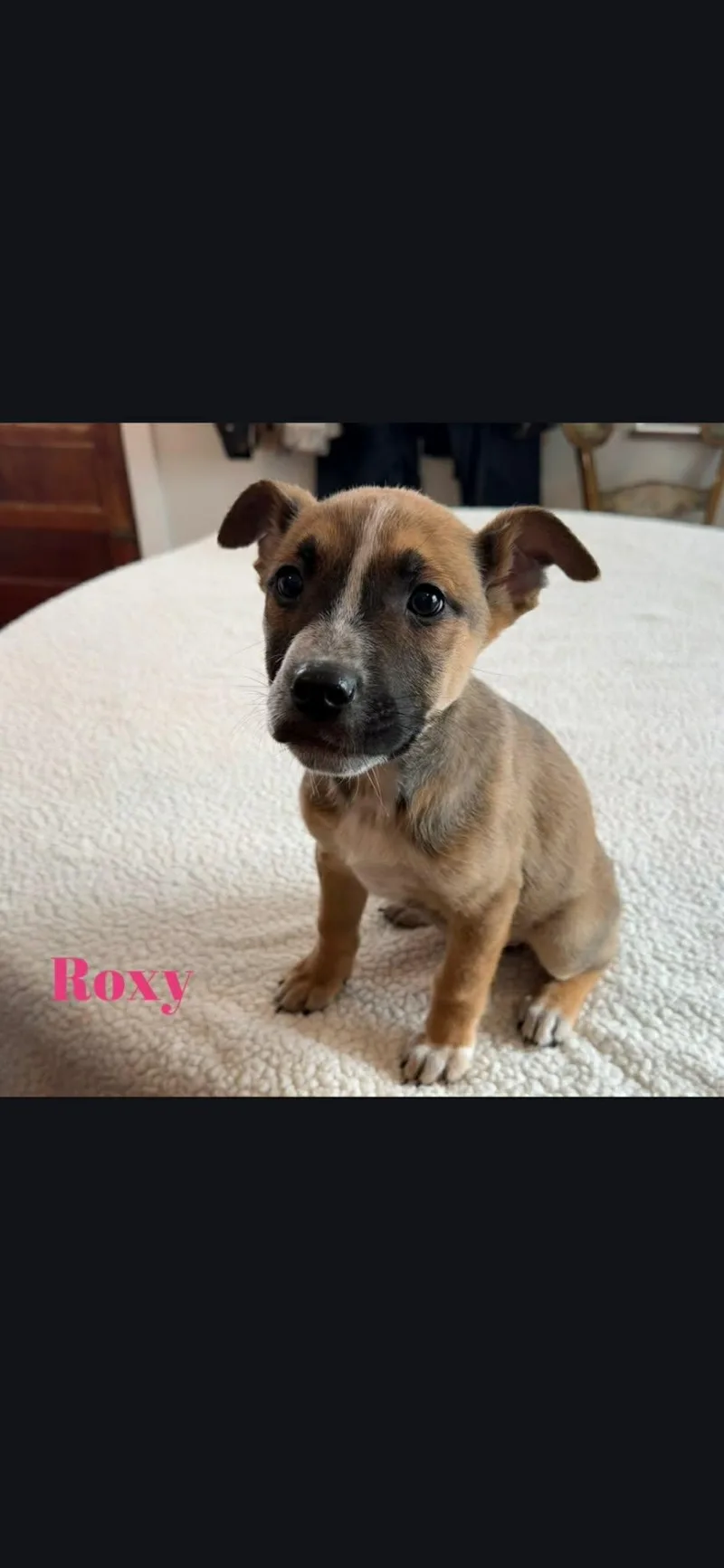 Roxy thumbnail 2