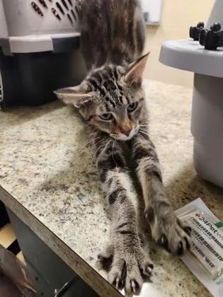 An adult small-sized female Domestic Short Hair cat named Sprinkles for adoption in Independence, MO