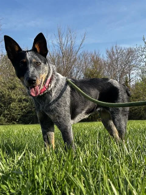 A young medium-sized female Australian Cattle Dog / Blue Heeler dog named Marla for adoption in Indianapolis, IN