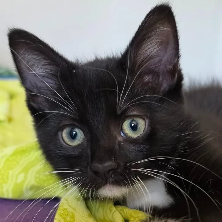 A baby small-sized female Black & White / Tuxedo Domestic Short Hair cat named Tuxie Samie for adoption in Chicago, IL