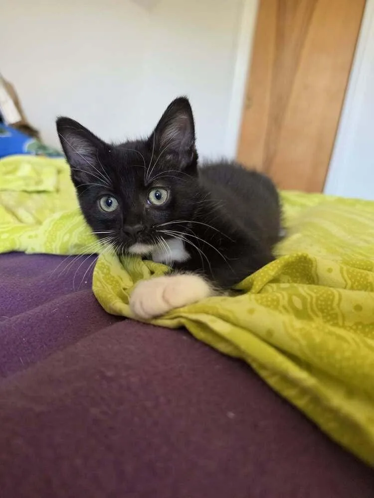 Tuxie Samie thumbnail 2