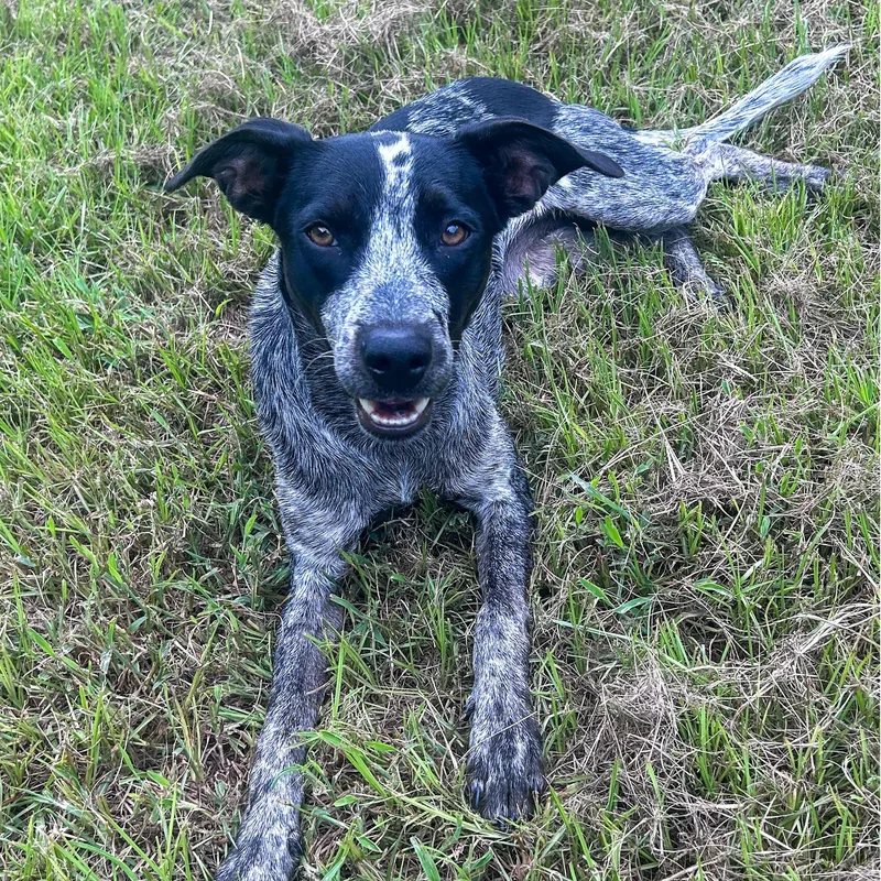 A young medium-sized female Australian Cattle Dog / Blue Heeler dog named Muffin for adoption in Magnolia Springs, AL