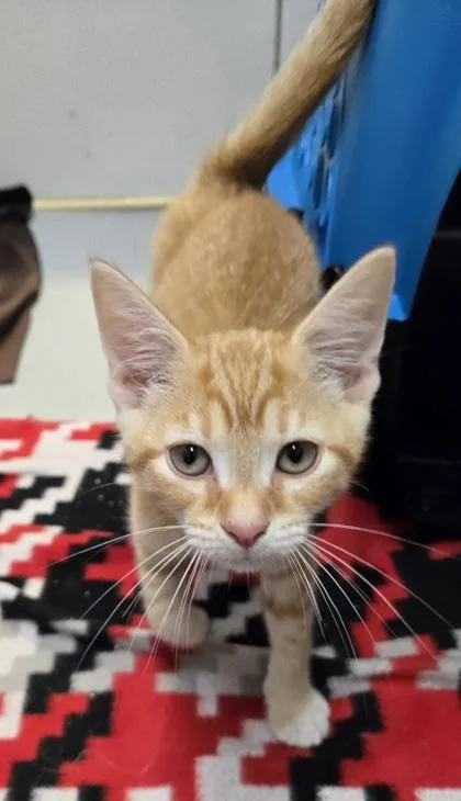 A baby small-sized male Domestic Short Hair cat named Phoenix for adoption in Cumming, GA