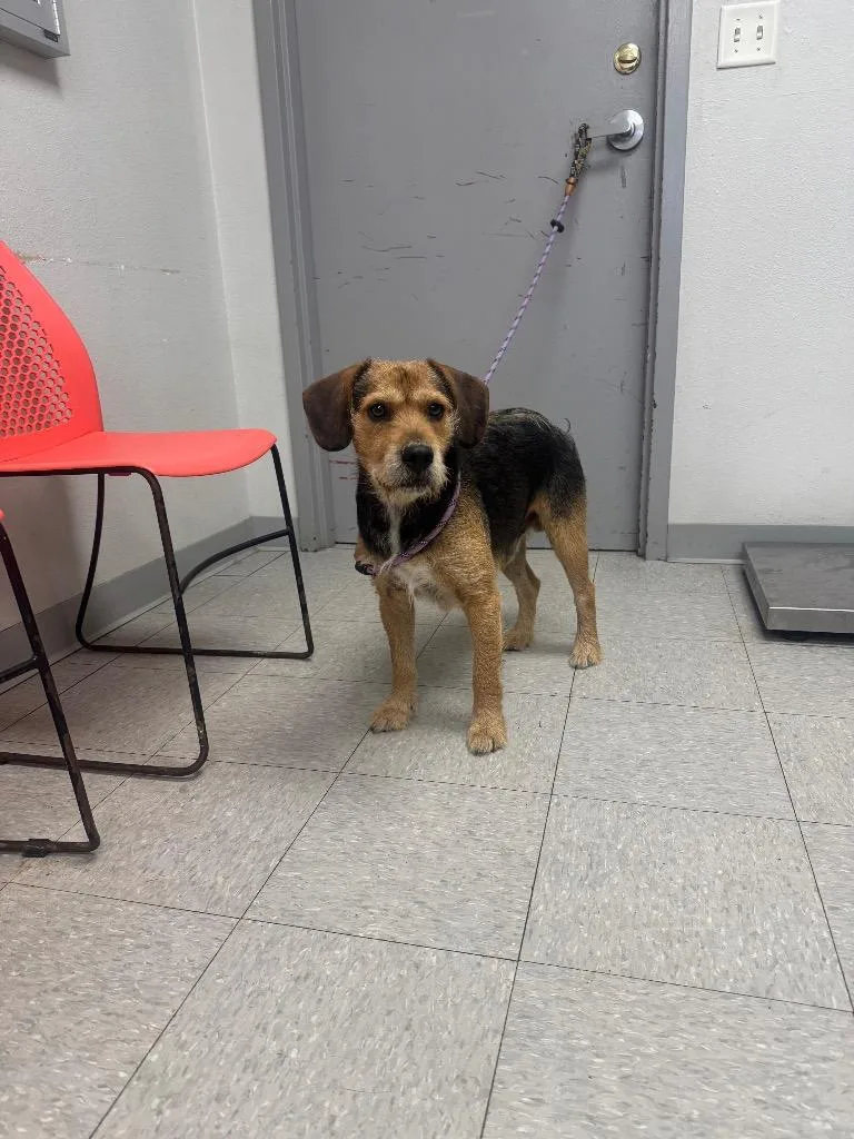 A young medium-sized male Wirehaired Terrier dog named D for adoption in Sorrento, LA