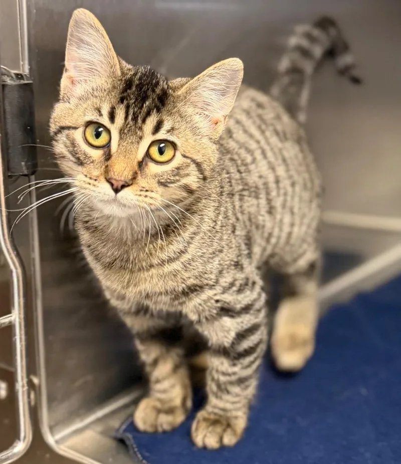 A baby small-sized female Tabby (Brown / Chocolate) Domestic Short Hair cat named Flauta for adoption in Columbus, NE