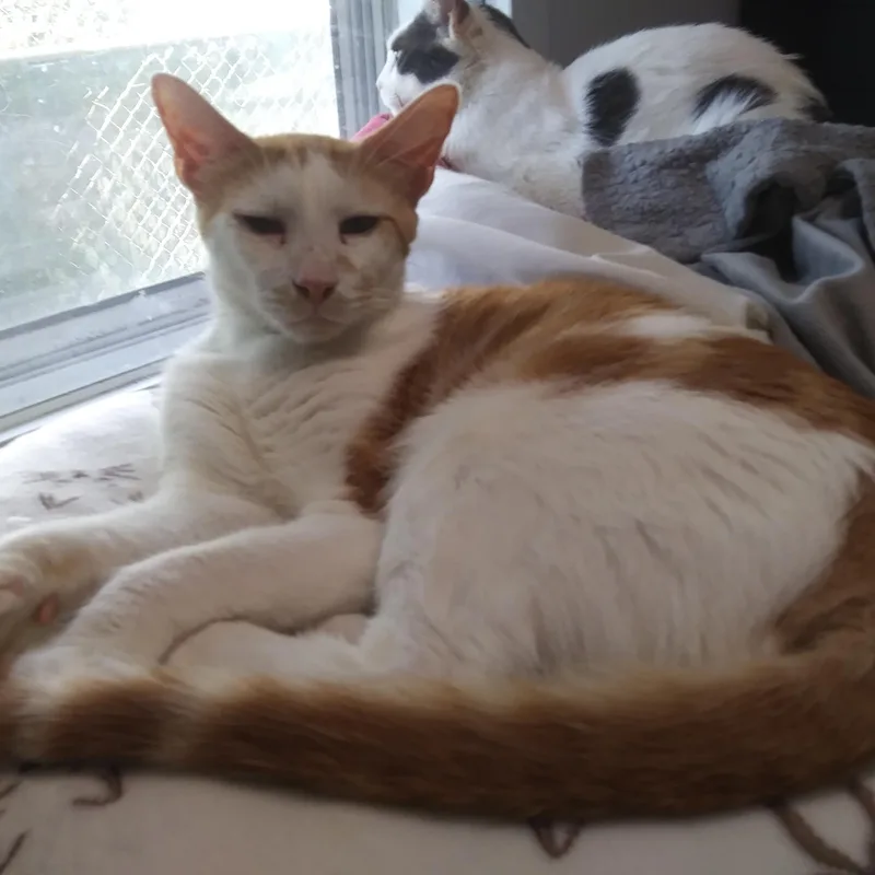 A young medium-sized male Orange & White Domestic Short Hair cat named Pete for adoption in Port Wentworth, GA