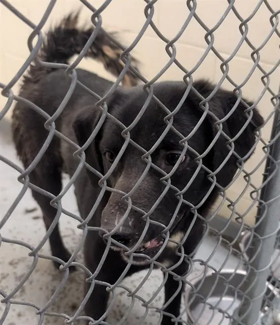 An adult medium-sized male Husky dog named Felix for adoption in Anchorage, AK