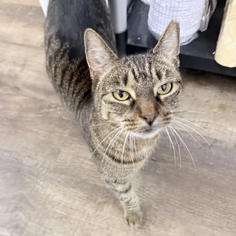 An adult medium-sized female Tabby (Buff / Tan / Fawn) American Shorthair cat named Foxy for adoption in Philadelphia, PA