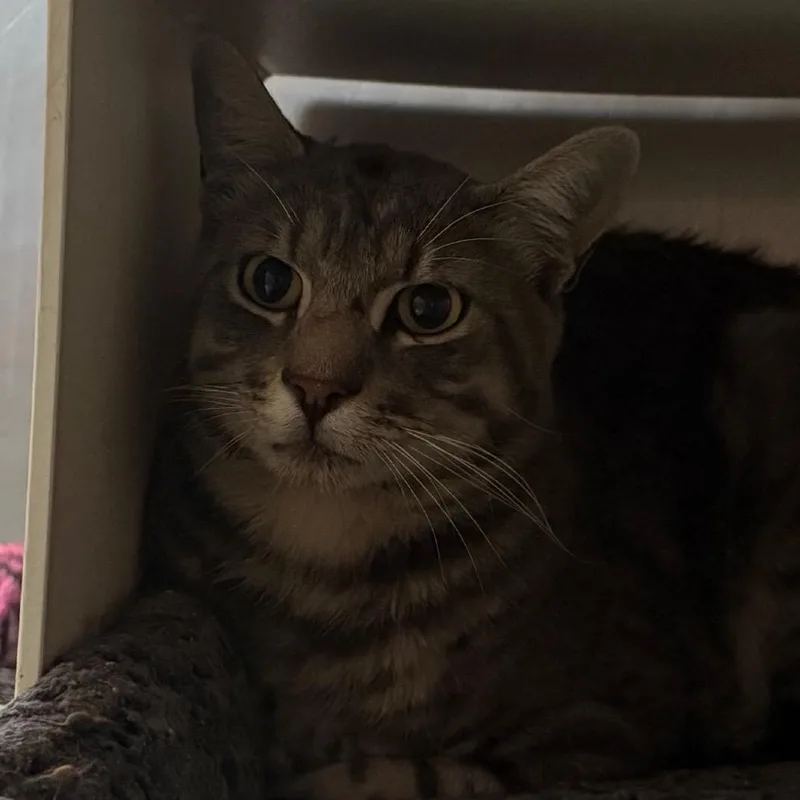 Kal