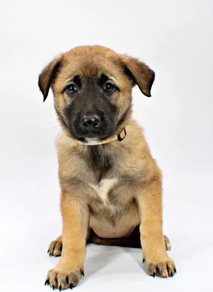 A baby large-sized female Great Pyrenees dog named Sage for adoption in Morton Grove, IL