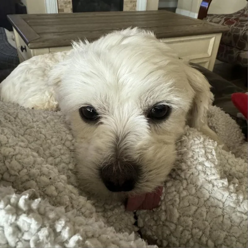 Lulu M. Diva