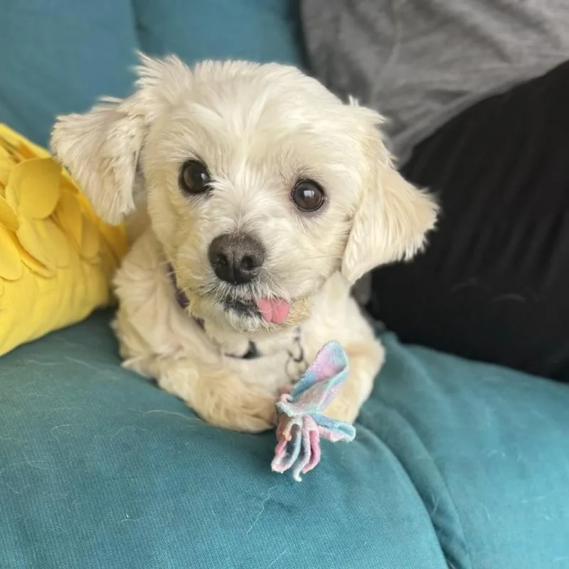 Lulu M. Diva thumbnail 5