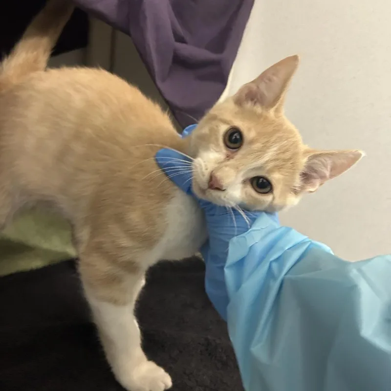 A baby small-sized male Orange / Red Domestic Short Hair cat named Glee for adoption in Dover, NH