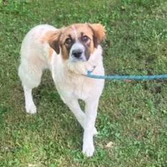 A young medium-sized female White / Cream Collie dog named Reba for adoption in Fairfax Station, VA
