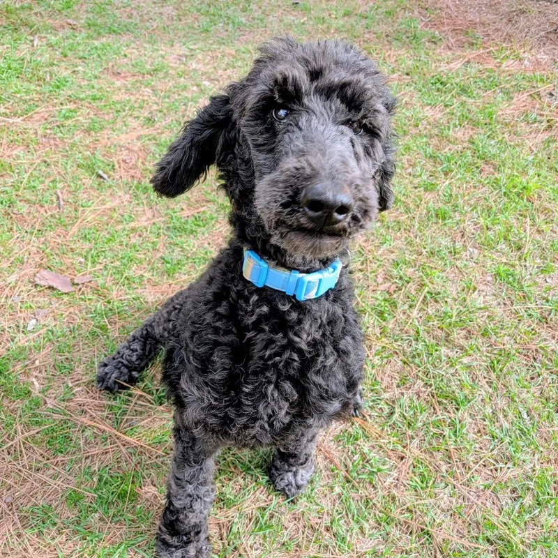 An adult medium-sized female Black Standard Poodle dog named Rubie Rose for adoption in Houston, TX