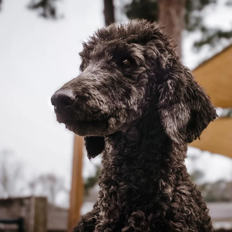 Rubie Rose thumbnail 2