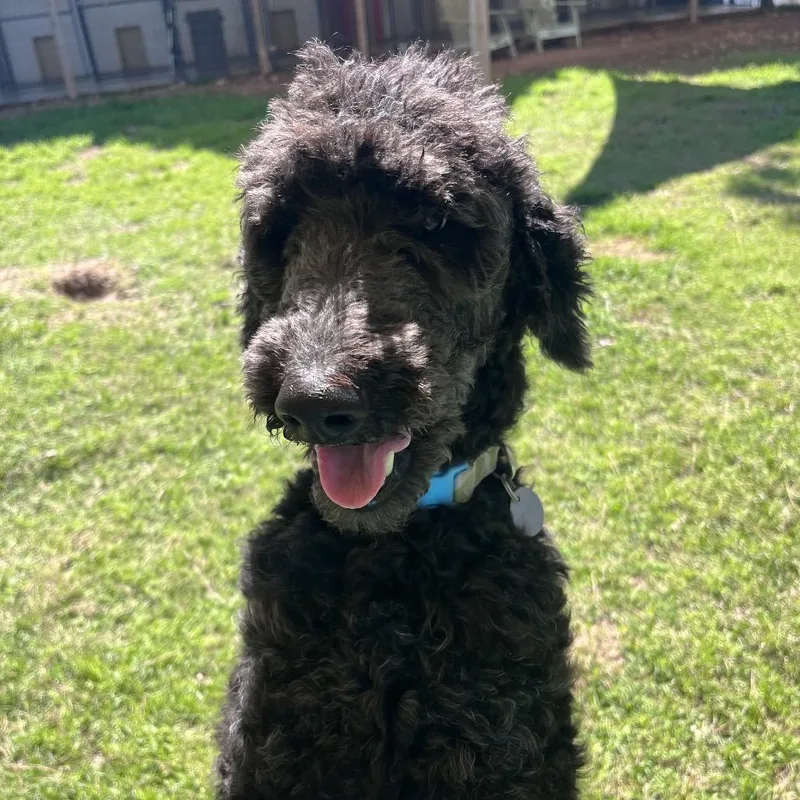 Rubie Rose thumbnail 6